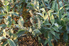Salix glauca