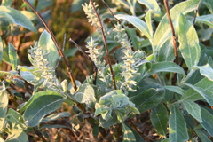Salix glauca