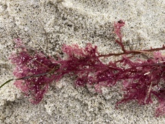 Microcladia coulteri