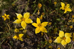 Bidens serrulata