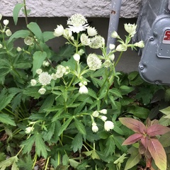 Astrantia major