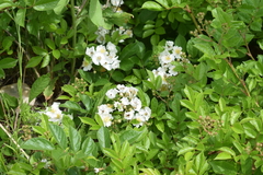 Rosa multiflora