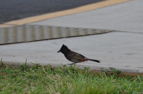 Bulbul cafre (Pycnonotus cafer)