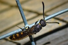 Monosapyga clavicornis