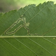 Stigmella lapponica