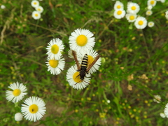 Paranthrene tabaniformis