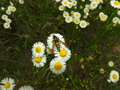 Paranthrene tabaniformis