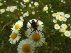 Paranthrene tabaniformis