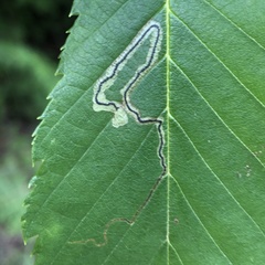Stigmella lapponica