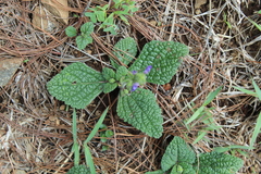 Salvia nana