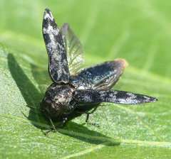 Coraebus rubi