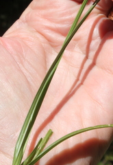 Carex subfusca