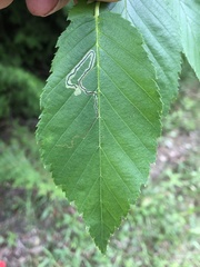 Stigmella lapponica