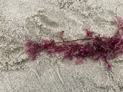 Microcladia coulteri