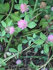 Trifolium pratense