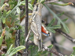 Melanoplus complanatipes