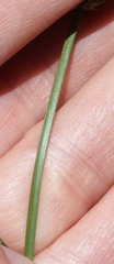 Carex subfusca