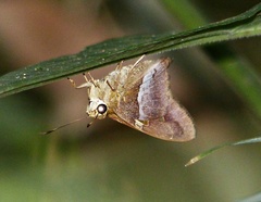 Aguna asander asander