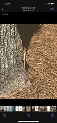 Plestiodon laticeps