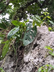 Monstera acuminata