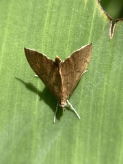Sericoplaga externalis