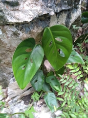Monstera acuminata