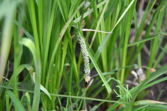 Carex aquatilis