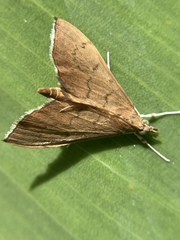 Sericoplaga externalis