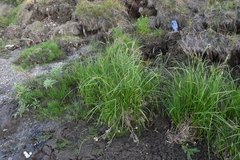 Carex aquatilis