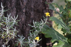 Senecio mairetianus