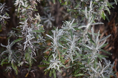 Senecio mairetianus