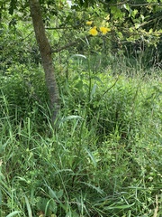 Crepis biennis