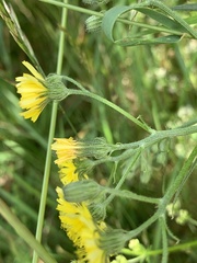 Crepis biennis