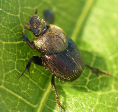 Onthophagus