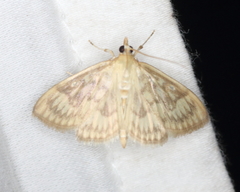 Crocidophora serratissimalis