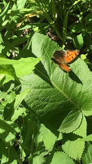 Polygonia comma