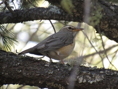 Turdus migratorius confinis