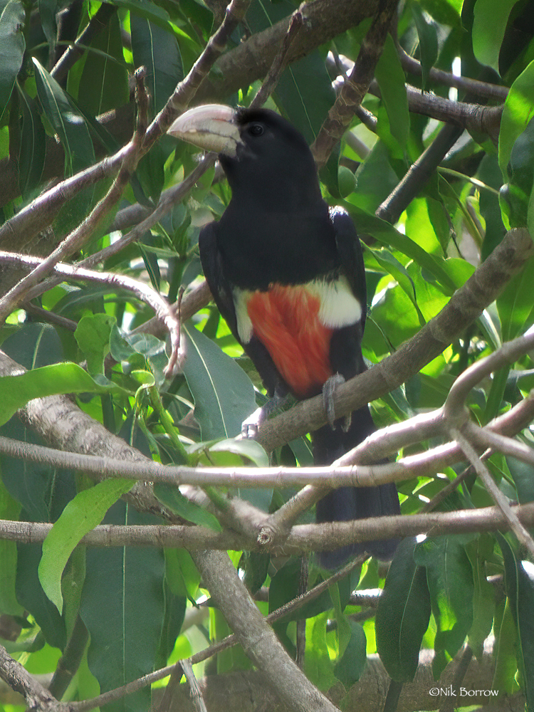 Black-breasted Barbet illustration