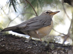 Turdus migratorius confinis