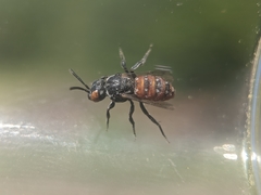 Holcopasites calliopsidis