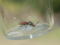 Holcopasites calliopsidis