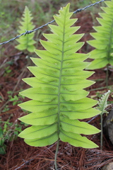 Phlebodium araneosum