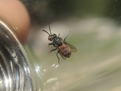 Holcopasites calliopsidis