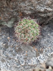 Mammillaria jaliscana jaliscana