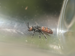 Holcopasites calliopsidis