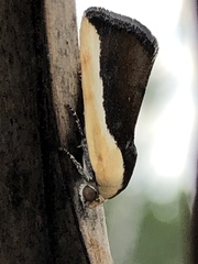 Ponometia exigua