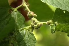 Celticecis celtiphyllia