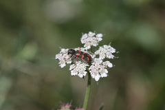 Trichodes flavocinctus