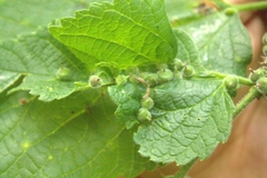 Celticecis celtiphyllia