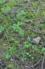 Cardamine oligosperma